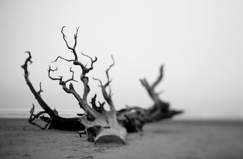 oceanshorestree oceanshorestree